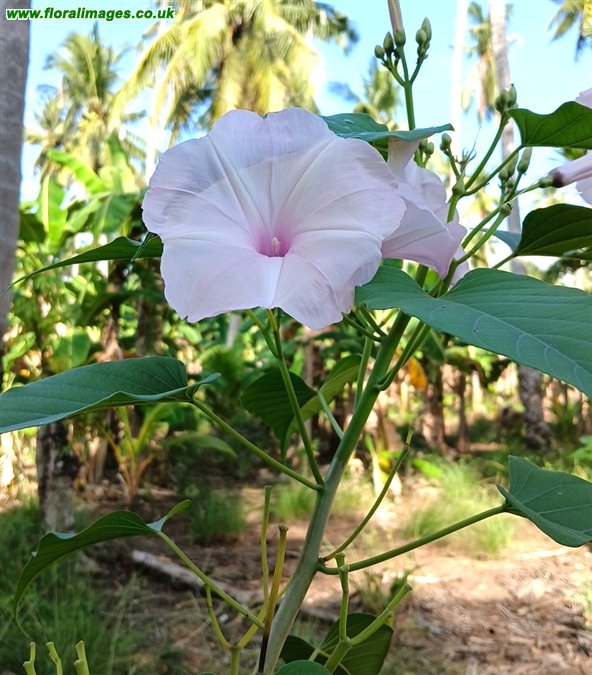 Ipomoea carnea