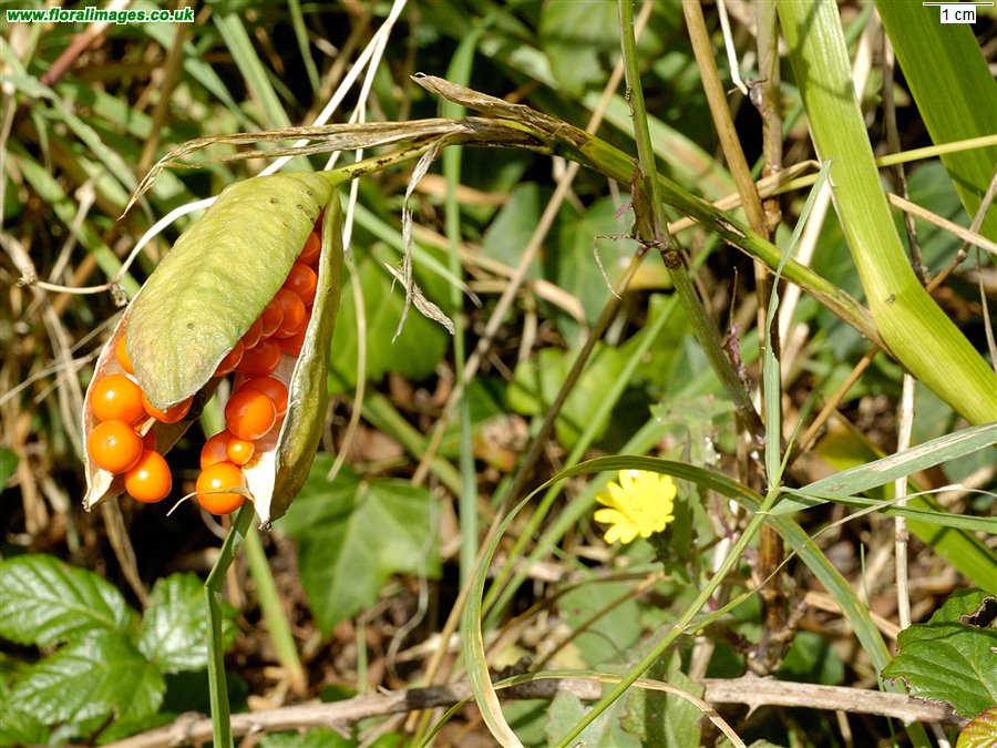 Iris foetidissima