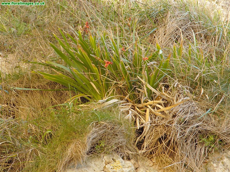 Iris foetidissima