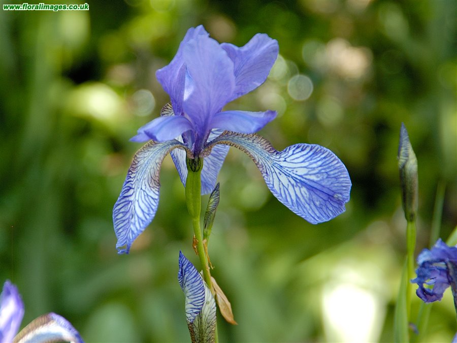 Iris sibirica
