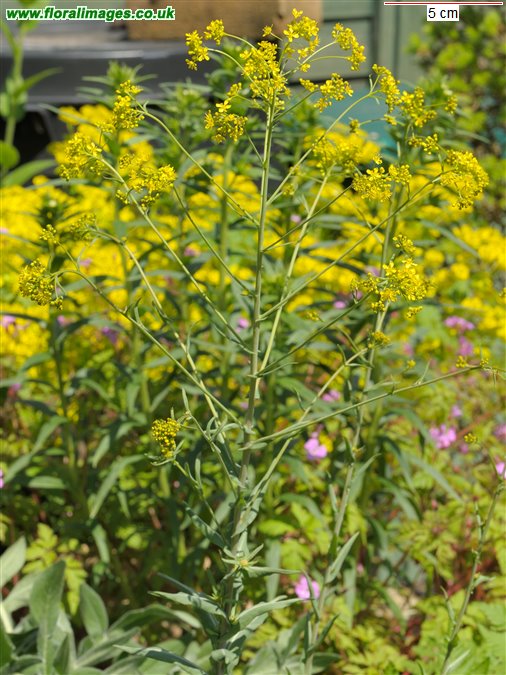 Isatis tinctoria
