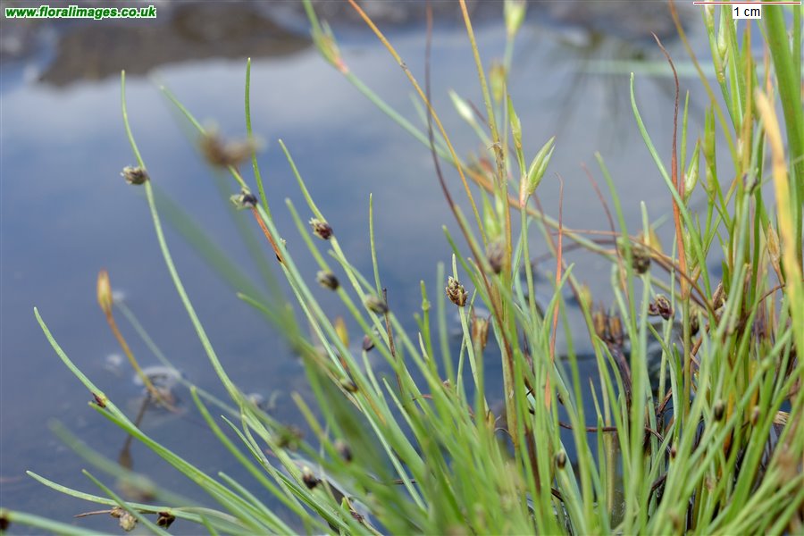 Isolepis setacea