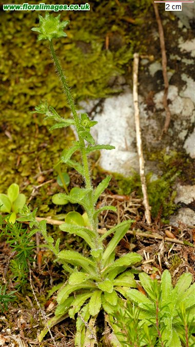 Jasione montana