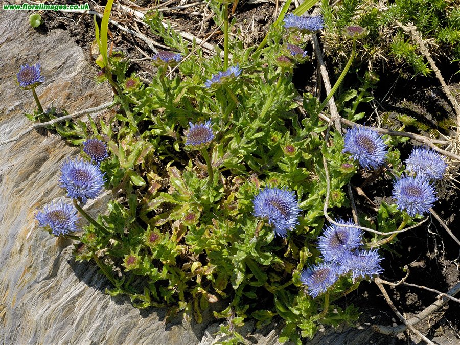 Jasione montana
