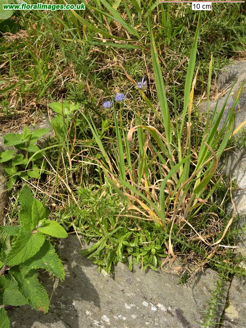Jasione montana