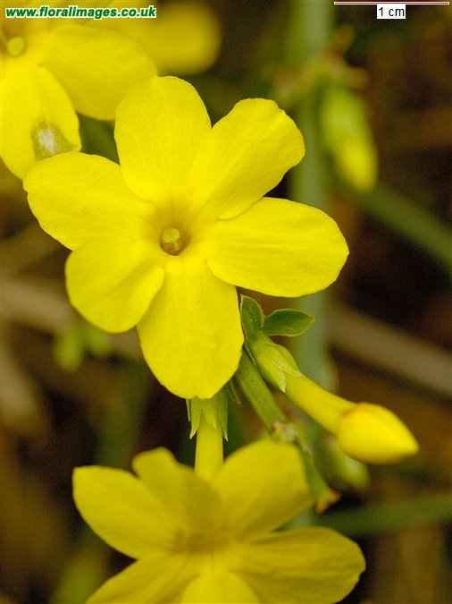 Jasminum nudiflorum