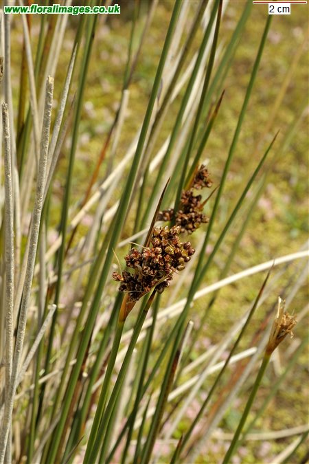 Juncus acutus