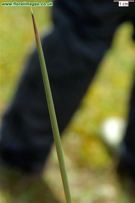 Juncus acutus