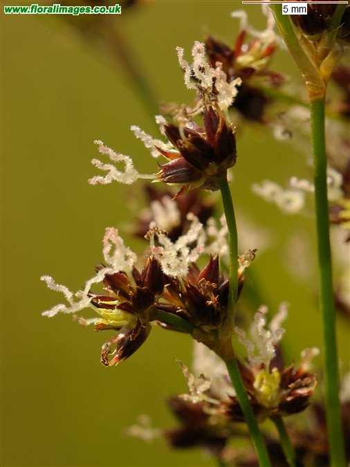 Juncus articulatus