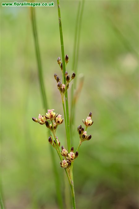 Juncus compressus