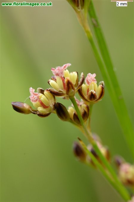 Juncus compressus