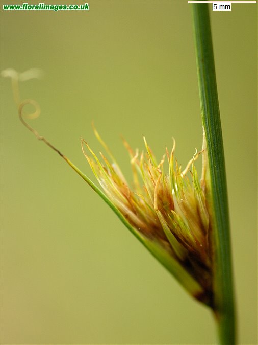 Juncus inflexus
