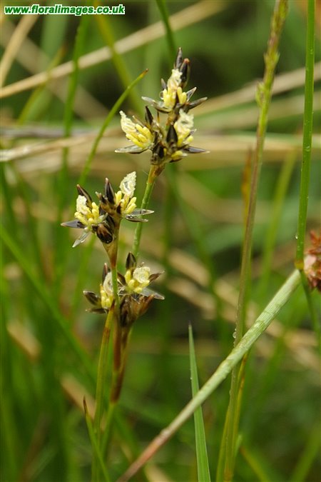 Juncus squarrosus