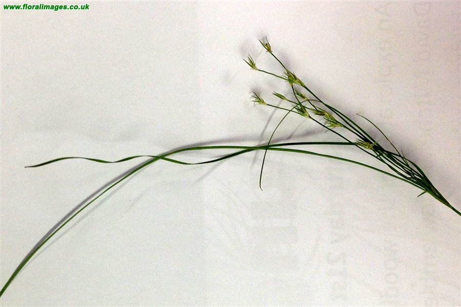 Juncus tenuis