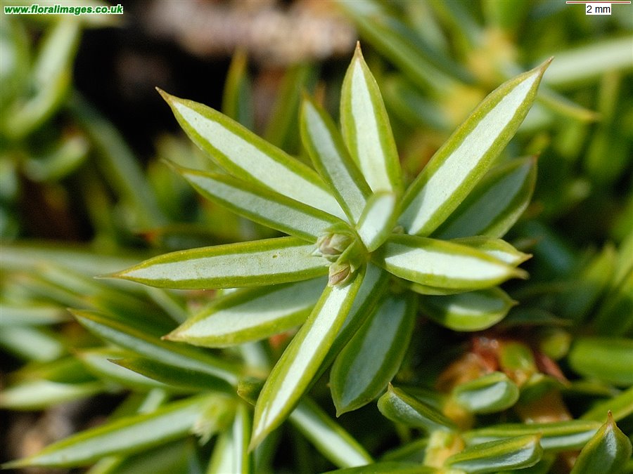 Juniperus communis