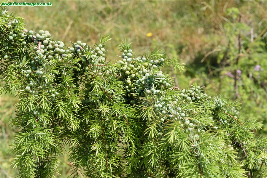 Juniperus communis