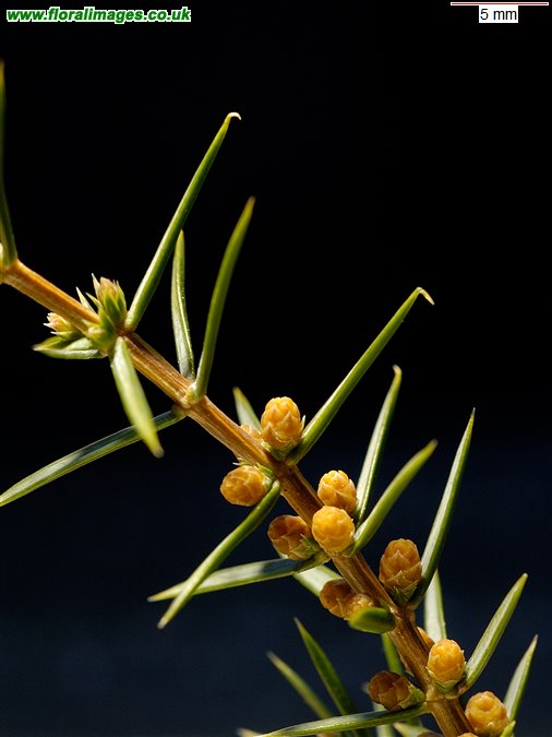 Juniperus communis