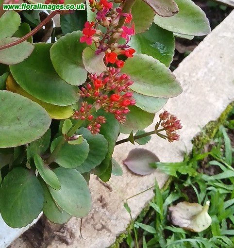 Kalanchoe crenata