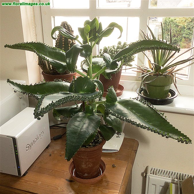 Kalanchoe daigremontiana