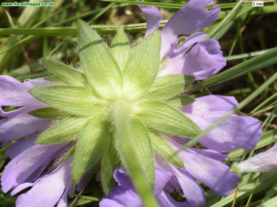 Knautia arvensis