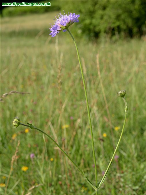 Knautia arvensis