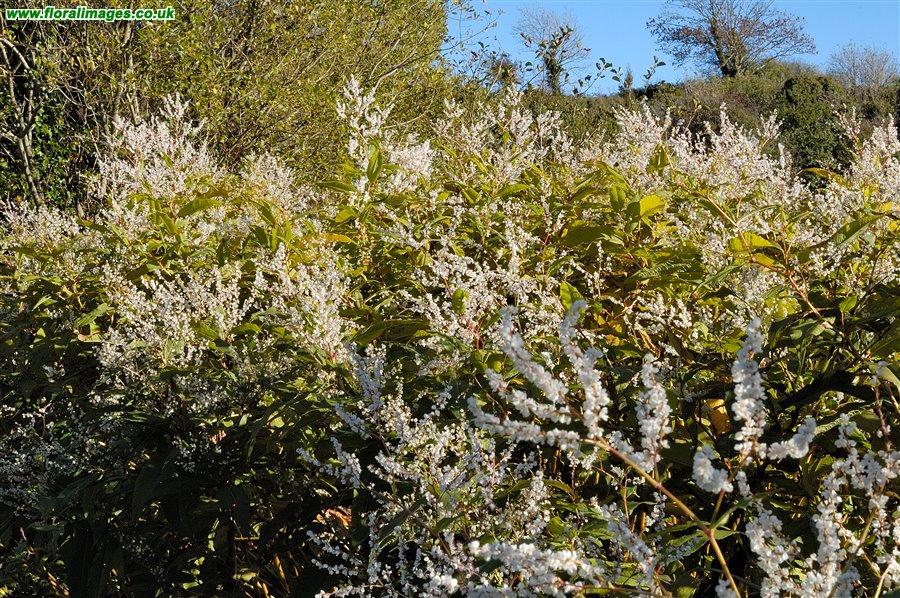 Koenigia polystachya