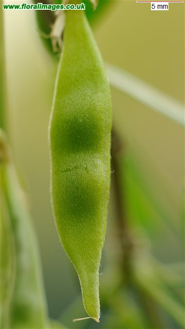 Laburnum anagyroides
