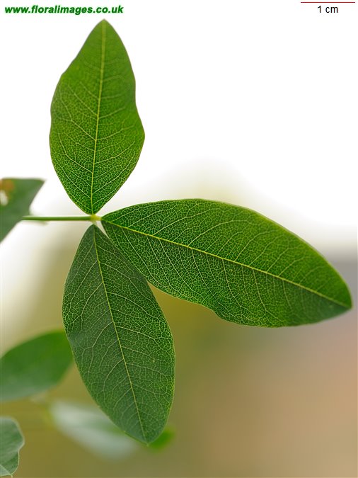 Laburnum anagyroides
