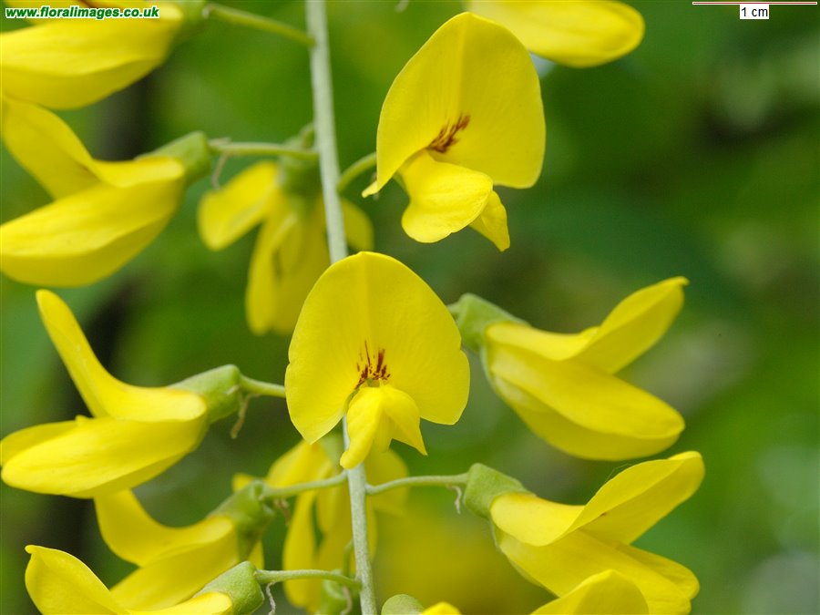 Laburnum anagyroides