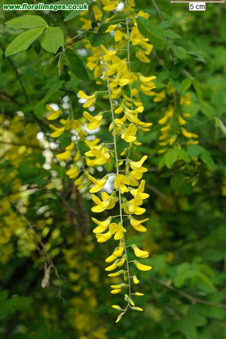Laburnum anagyroides