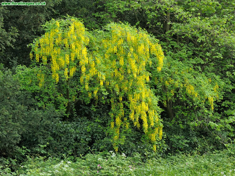 Laburnum anagyroides