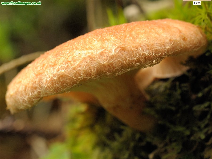 Lactarius torminosus
