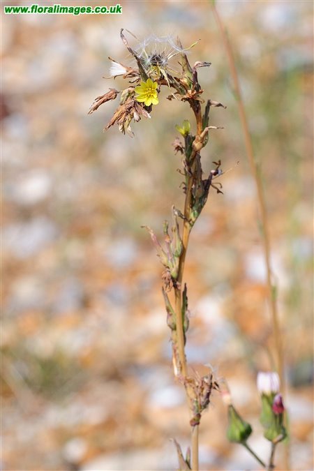Lactuca saligna