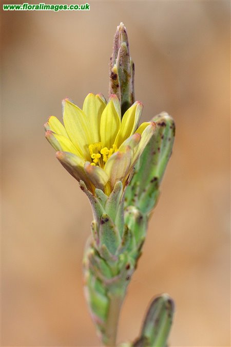 Lactuca saligna