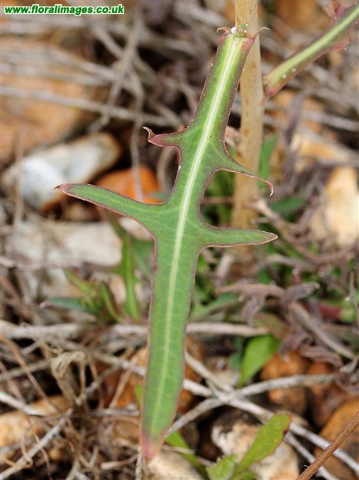 Lactuca saligna