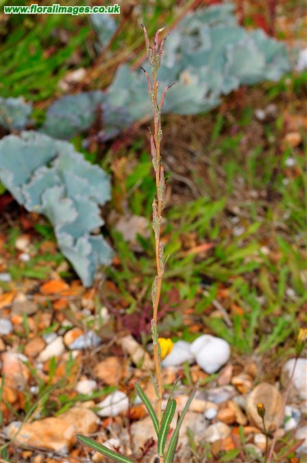 Lactuca saligna