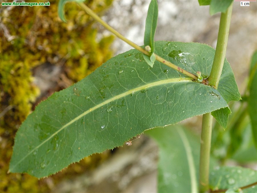 Lactuca serriola