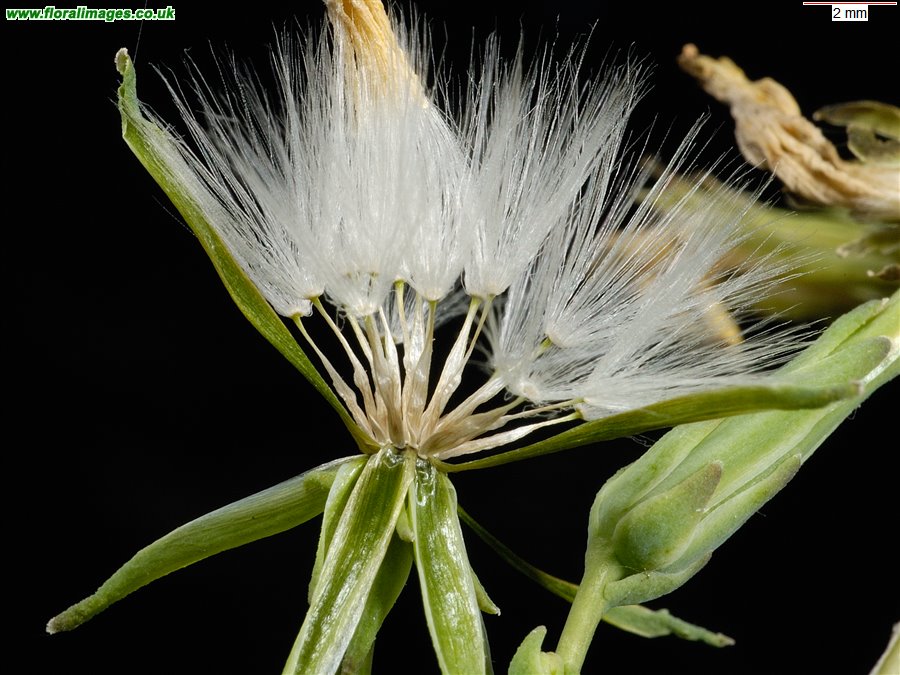 Lactuca serriola
