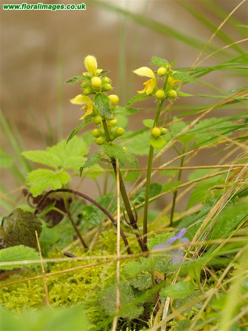 Lamiastrum galeobdolon
