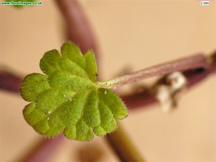 Lamium amplexicaule