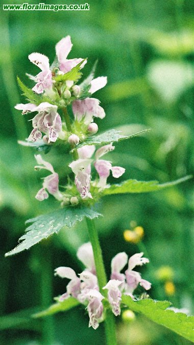 Lamium maculatum