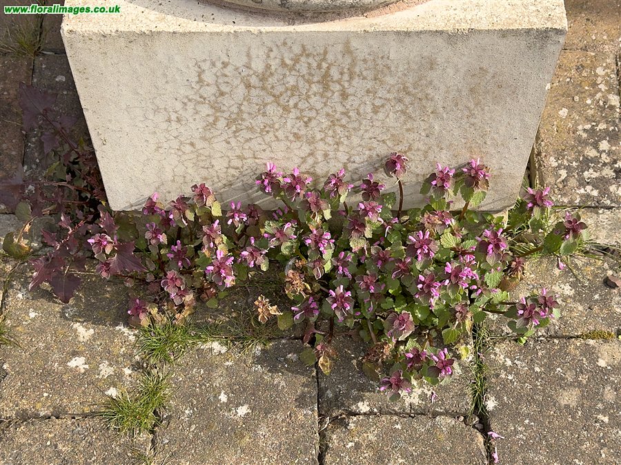 Lamium purpureum
