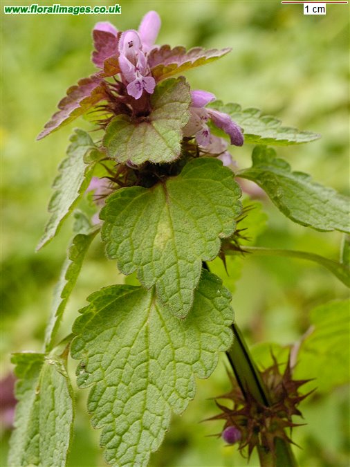 Lamium purpureum