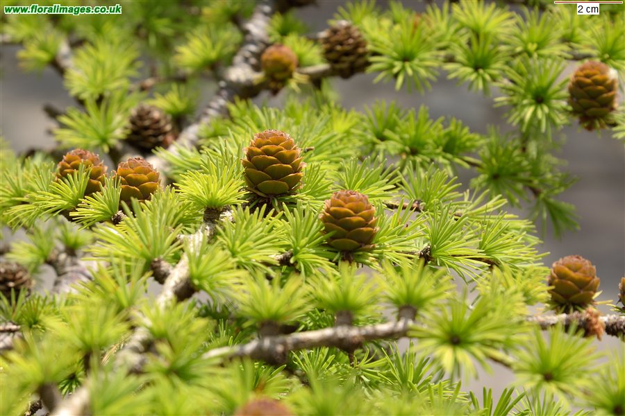 Larix