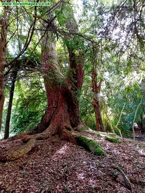 Larix decidua