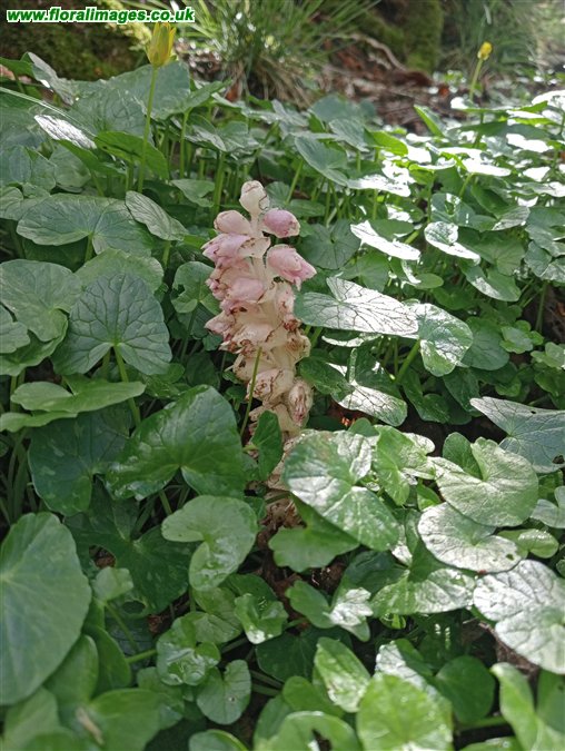 Lathraea squamaria