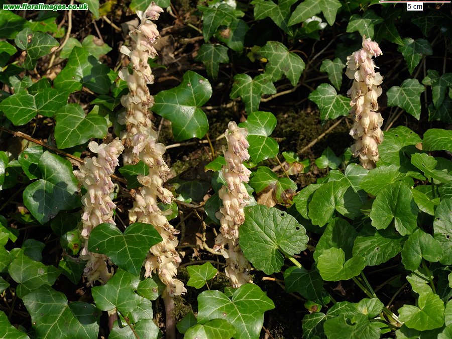 Lathraea squamaria