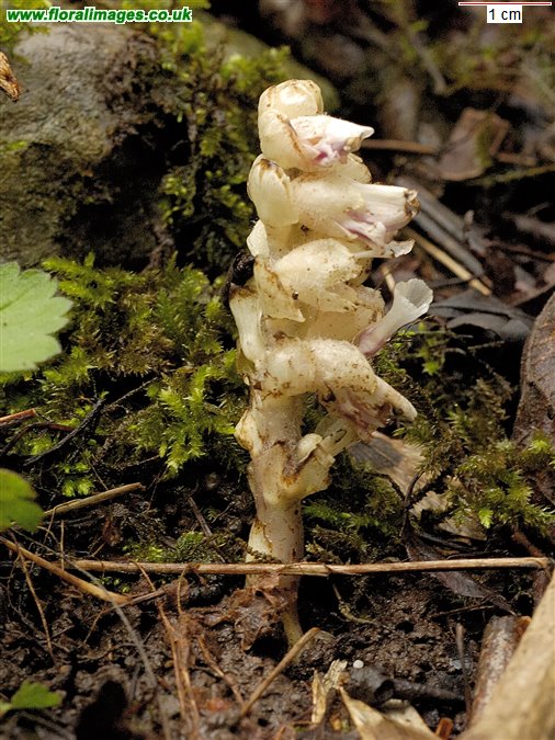 Lathraea squamaria