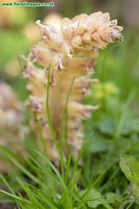 Lathraea squamaria