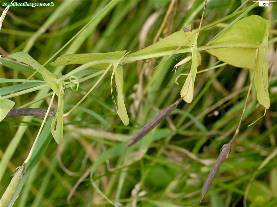Lathyrus aphaca
